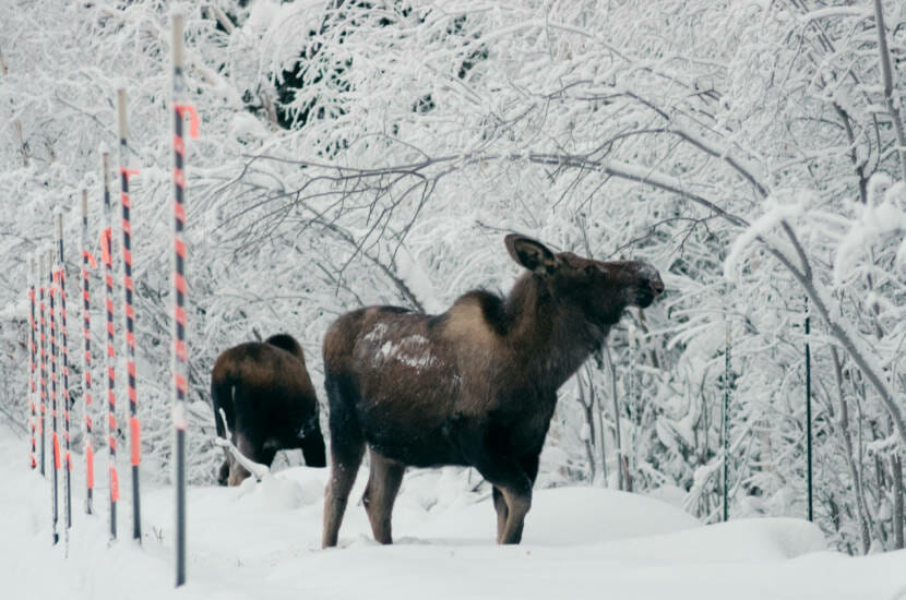 Two cow moose browsing in the snow
