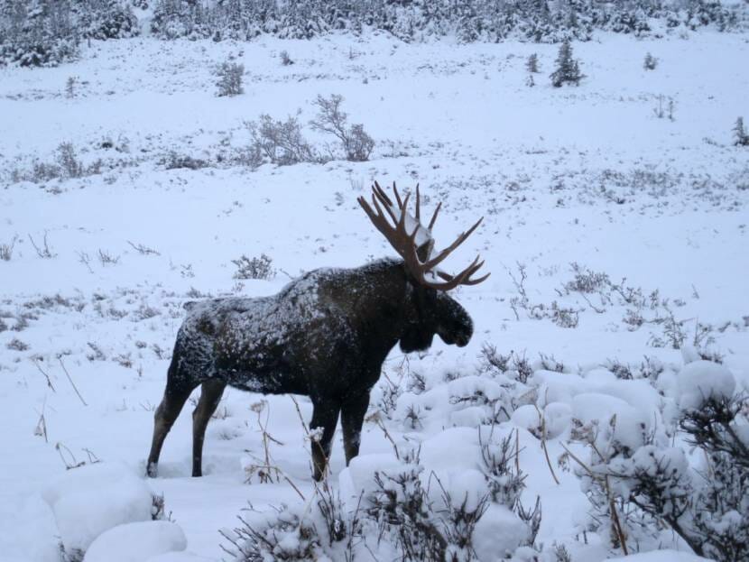 A large bull moose standing in a snowy field