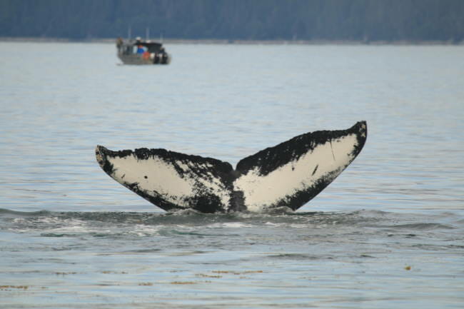 Flame, whose tail is pictured above, is one of Juneau's most frequently spotted humpback whales in recent years. (Photo courtesy of Brianna Pettie)