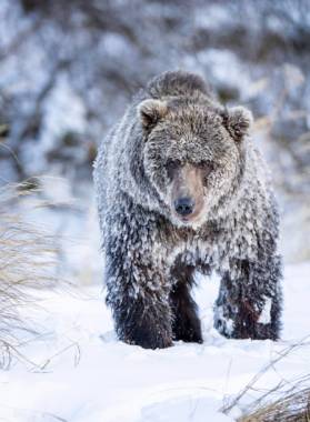 A brown bear walking with its fur crusted with ice