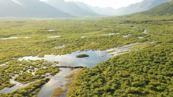 A green arctic valley with a beaver dam and beaver pond in the middle