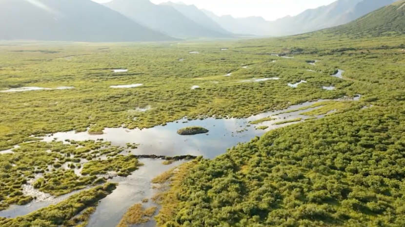 Hot dam: Beavers have gnawed their way into the Arctic, speeding permafrost thaw