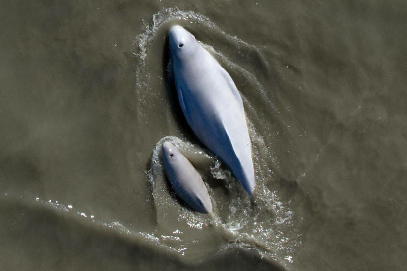 A beluga whale and calf, seen from above