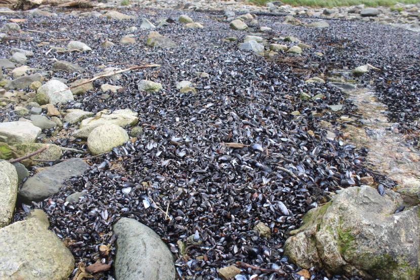 A stretch of rocky beach covered with blue mussel shells