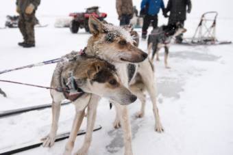 a pair of frost-covered sled dogs in harness