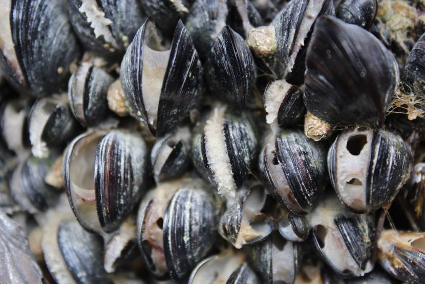 A close-up of blue mussels with their shells partly open