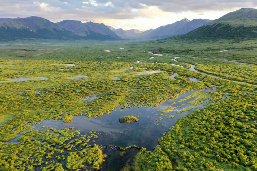 A green arctic valley with a beaver dam and beaver pond in the foreground