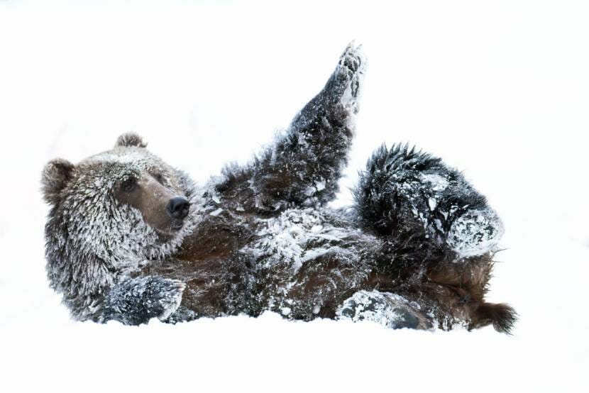 a brown bear rolling in the snow