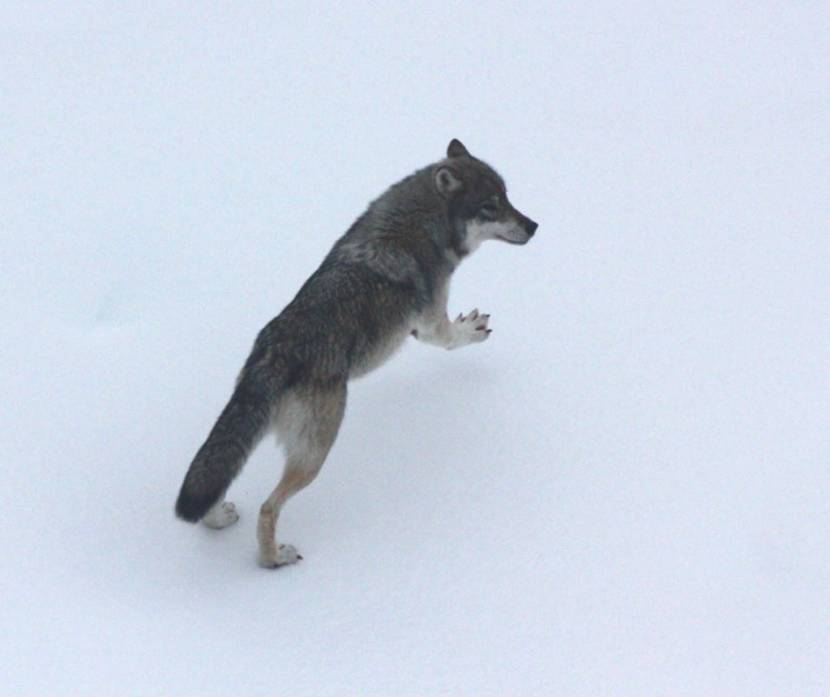 A wolf in the snow, seen from above