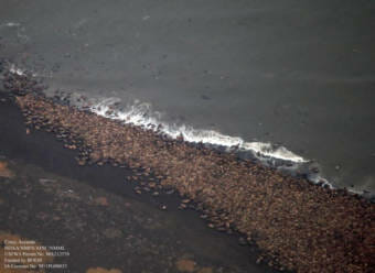 An aerial photo of many walruses hauled out on a beach