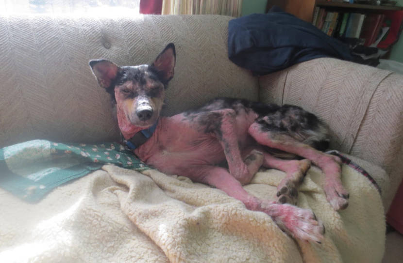 A sled dog on a couch. Most of its hair is missing, and its exposed skin looks red and irritated.