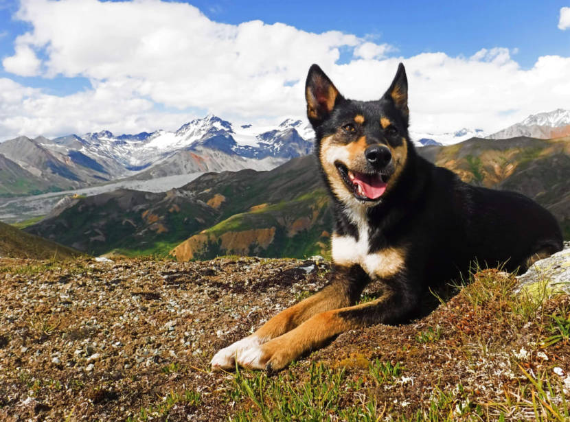 A happy dog lying down on a high hill with tall mountains in the distance.