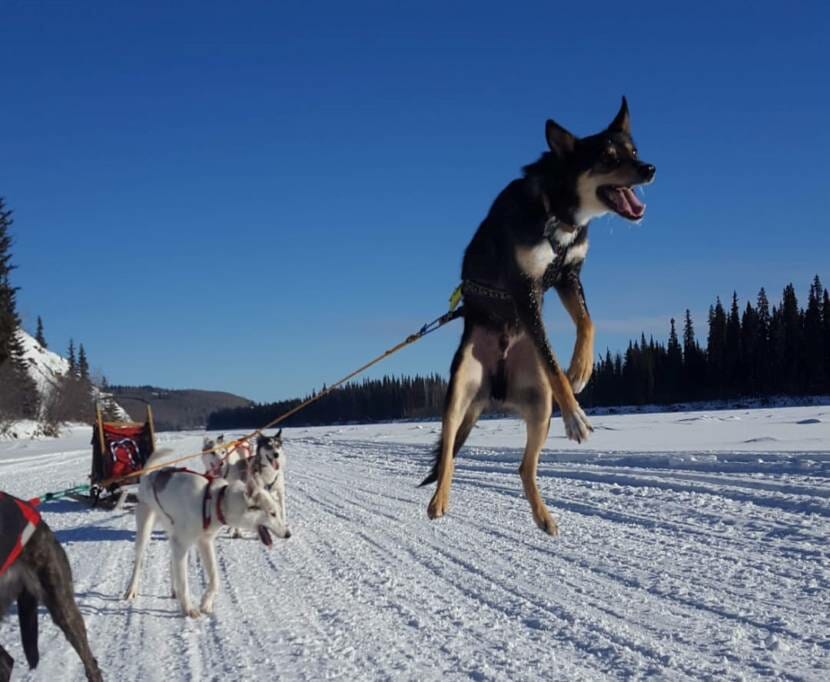 A sled dog in harness jumping high into the air.