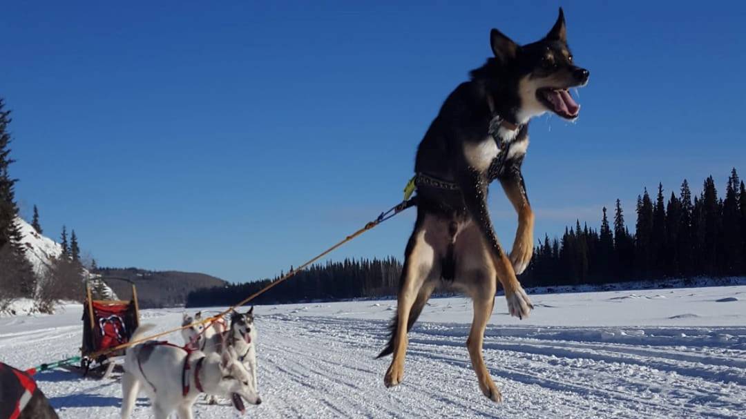 Mushers train with their dogs to win winter races