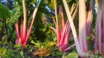 Master Gardener Rhubarb