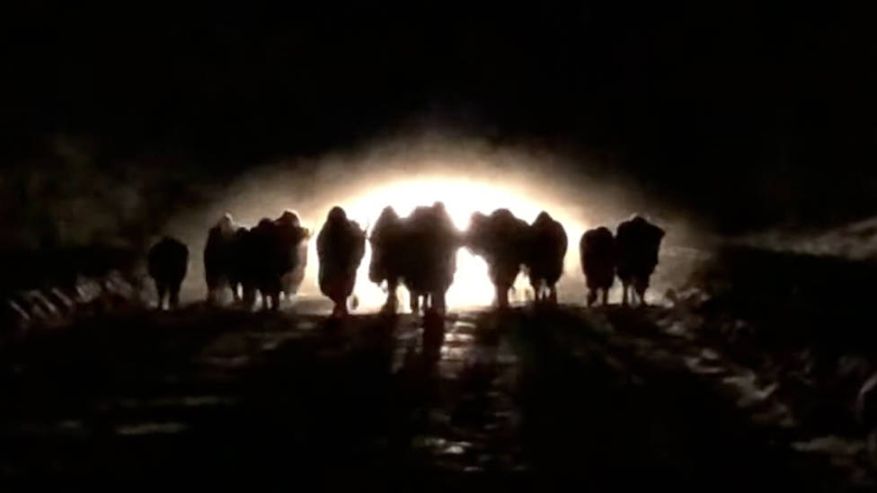 Deep snow is forcing bison onto the Alaska Highway