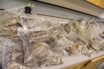 A shelf covered with ziploc bags filled with bone fragments