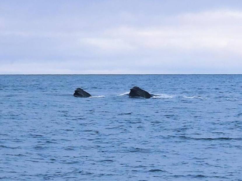 The blocky heads of two right whales poking out of the water