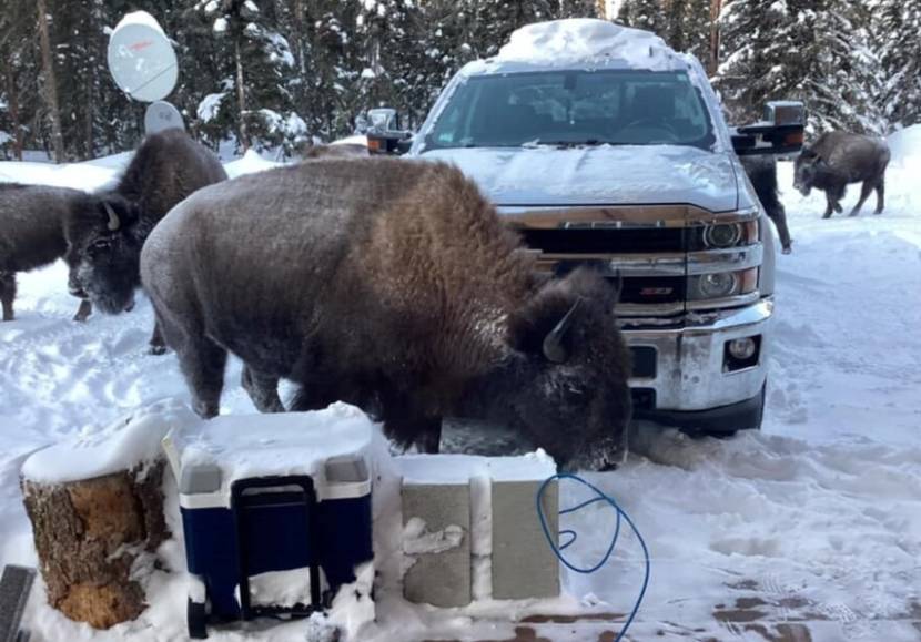 A bison standing in front of a parked truck in a driveway, with more bison in the background