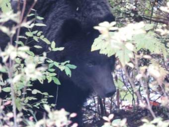 A bear in the underbrush