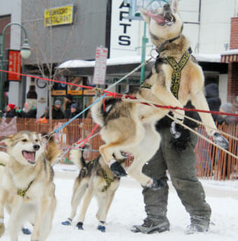 An extremely excited dog team in downtown Anchorage, with one dog leaping high into the air