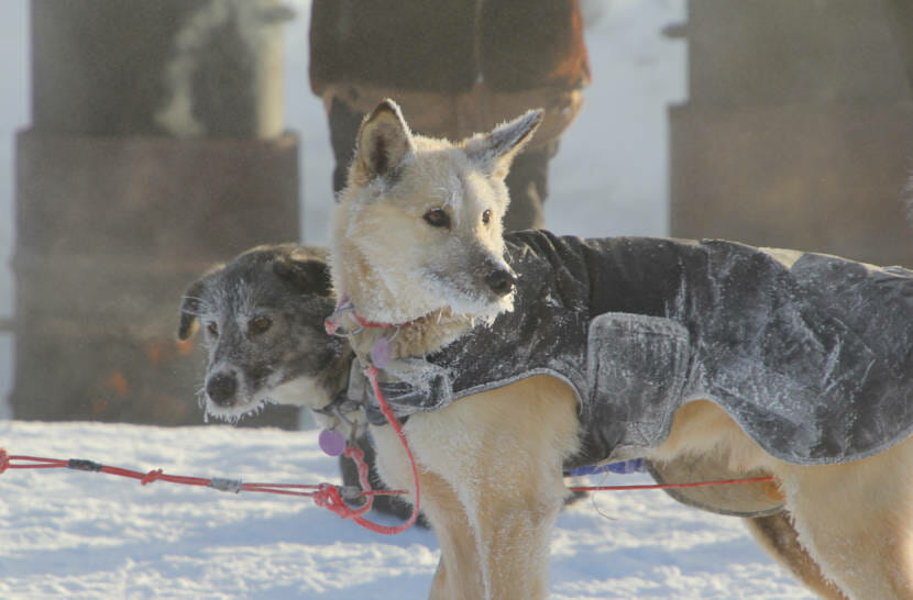 A pair of sled dogs in harness, with icy muzzles
