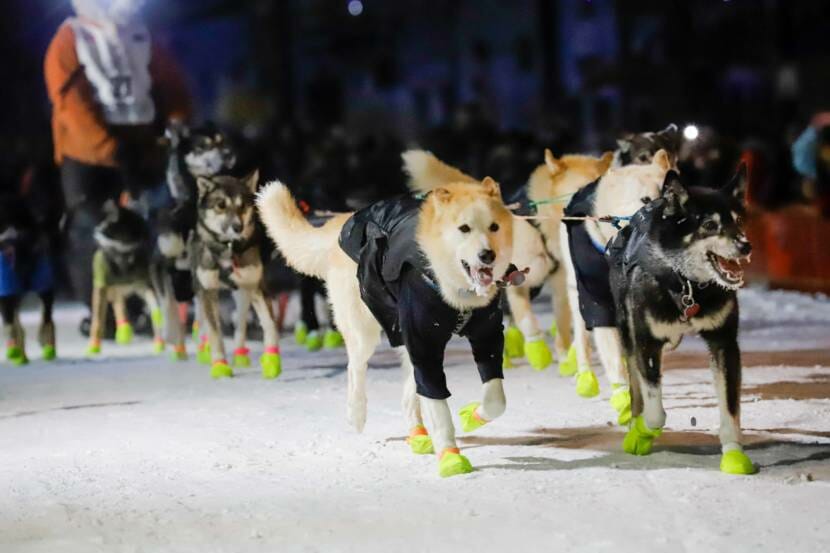 A dog team wearing bright green booties runs down the street in Nome