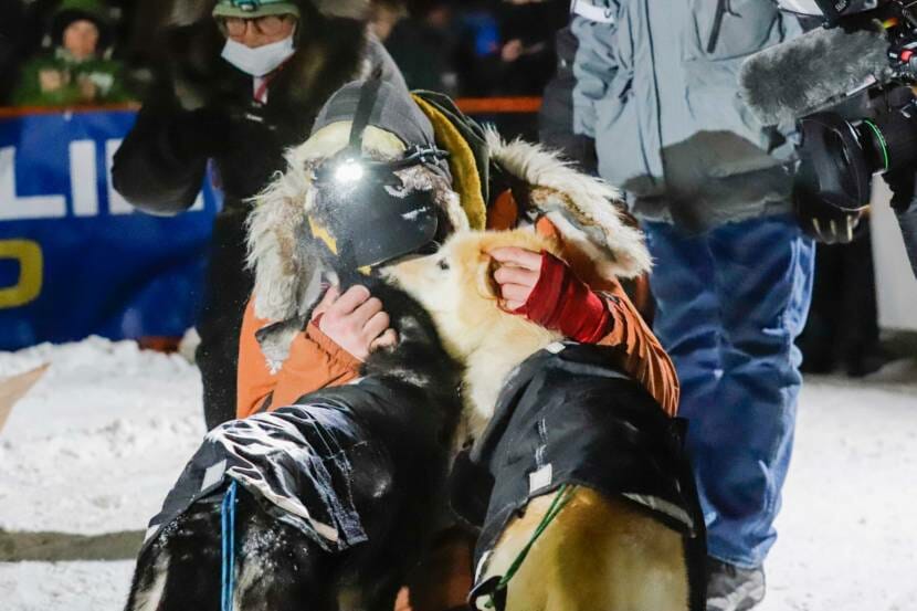 A musher kneeling in the snow, nuzzling two dogs' faces