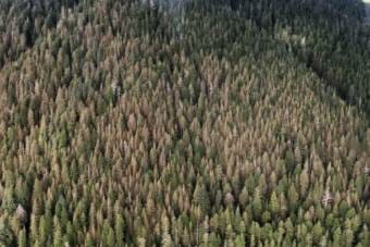 An aerial view of a conifer forest with many of the trees brown