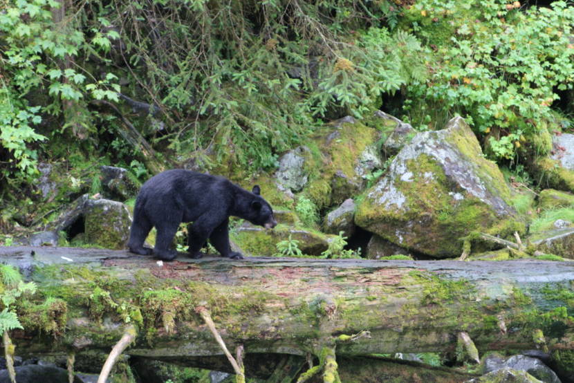 A small black bear walks along a large fallen log in a green forest