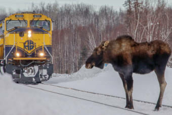 A moose stands on train tracks in the snow while a blue and yellow train engine waits for it to get out of the way