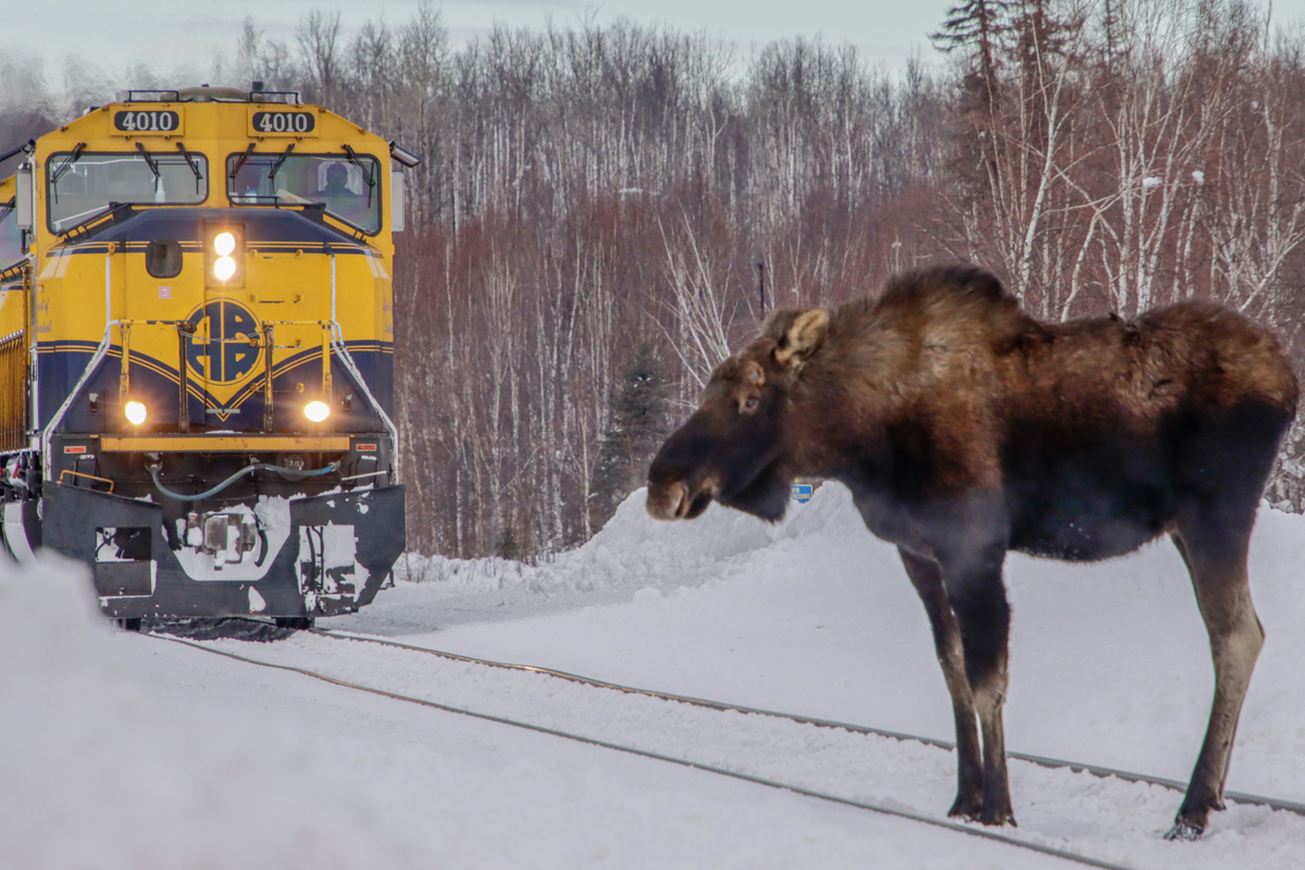 how do mushers train their dogs