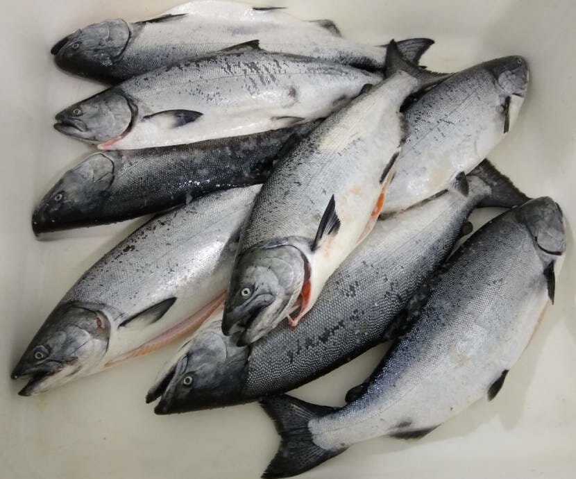 Juneau joins Southeast communities in backing king salmon troll fishery