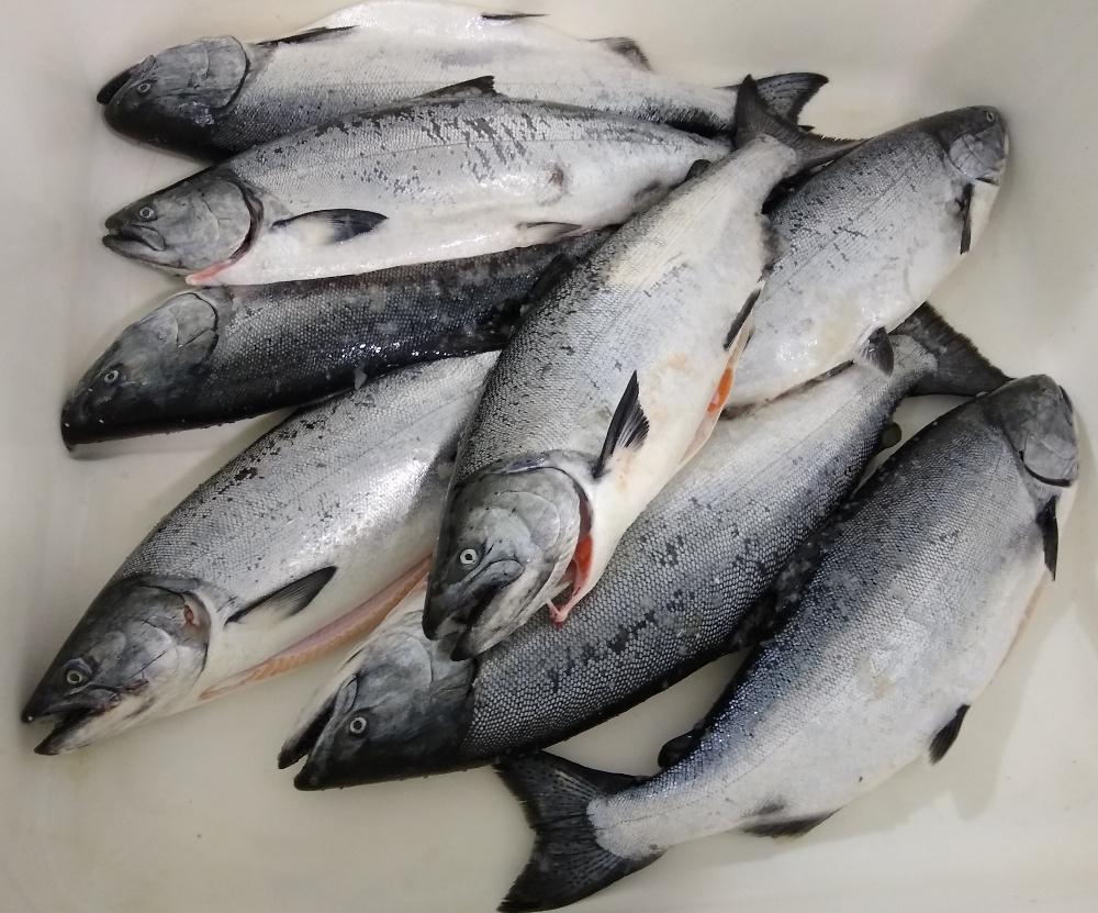 Salmon Kings New 3rd Launched —