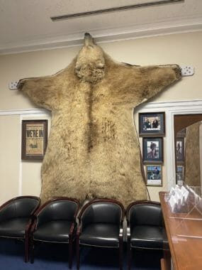 A large bear skin hanging on a wall