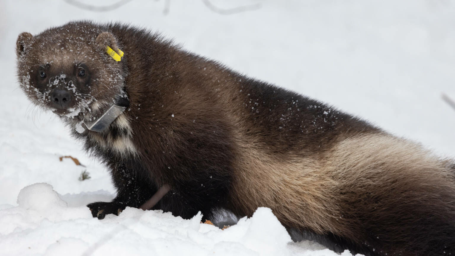 Wolverines, lynx and moose: Fish and Game screens wildlife for COVID