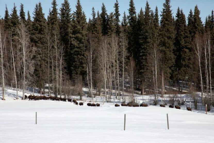 A group of wood bison on the far side of a snowy field