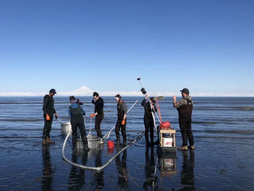 Six people working with various pieces of equipment to collect clams on a beach