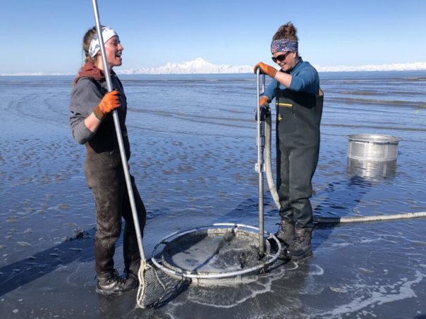 Cook Inlet Hawaii Fish and Game surveys Cook Inlet beaches in hopes of reopening to clammers