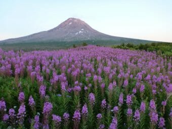A field of fireweed with a volcano in the background