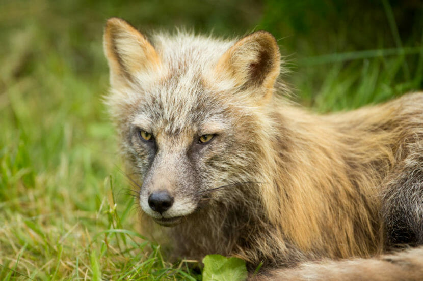 A shaggy red fox lying in the grass