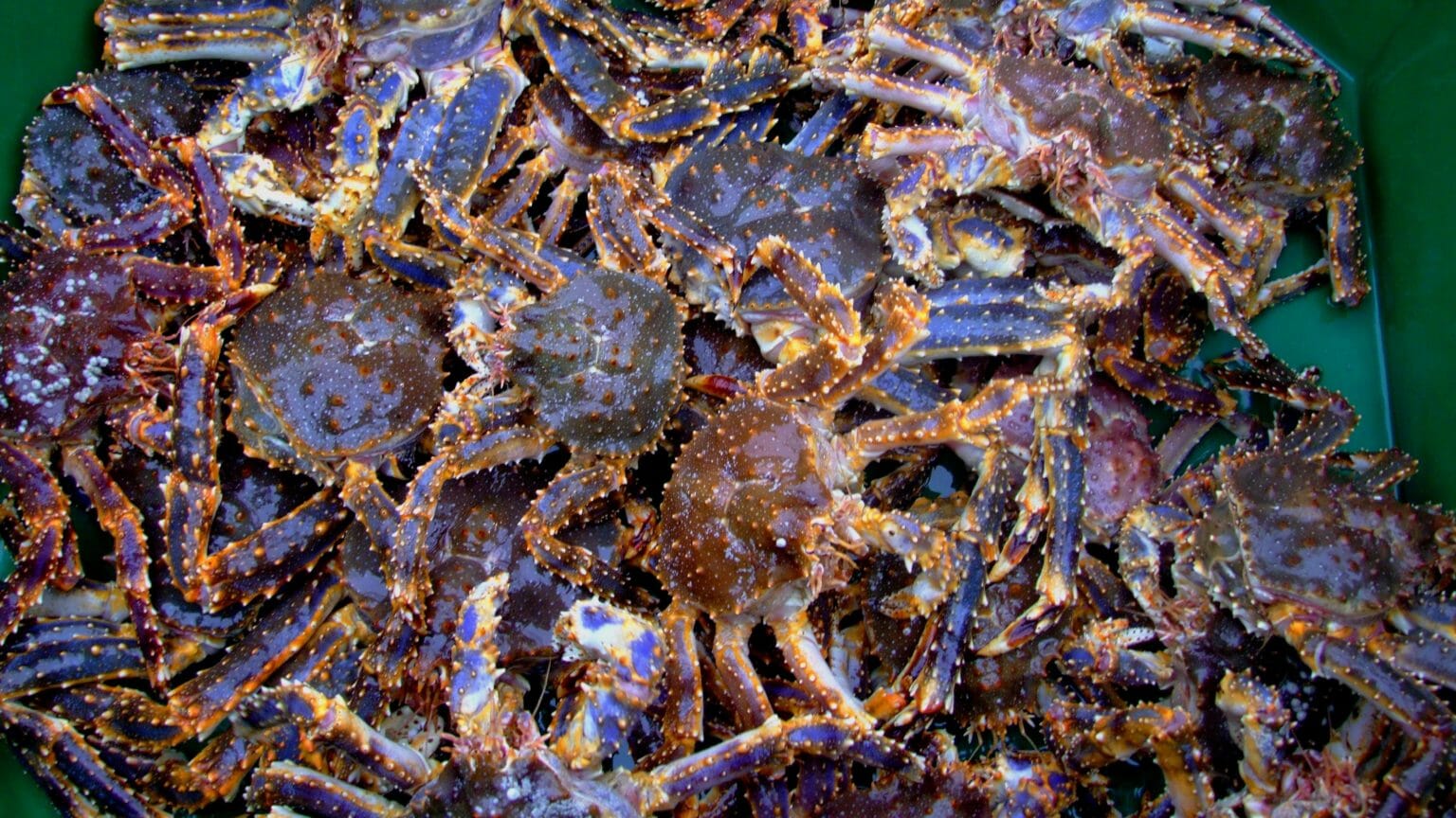 NEW We combined & Ship Worldwide Alaska Magnet Deadliest Catch King Crab 