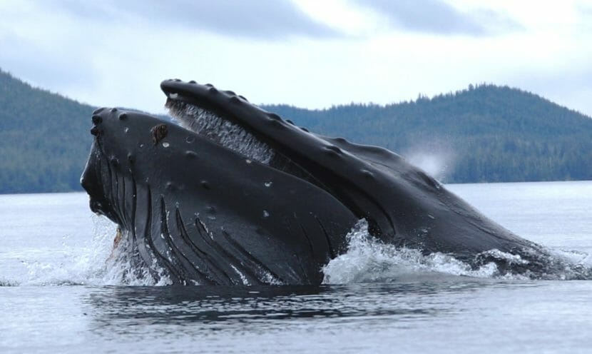 A humpback feeding