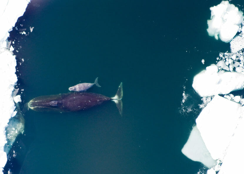 An adult whale and calf swimming among ice floes