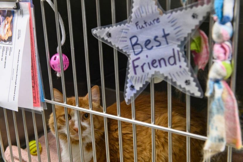 An orange cat in a cage with a star that says "best friend" on it