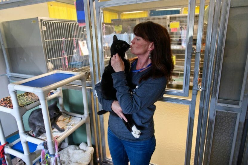 A woman holds and kisses a tuxedo cat inside an animal shelter