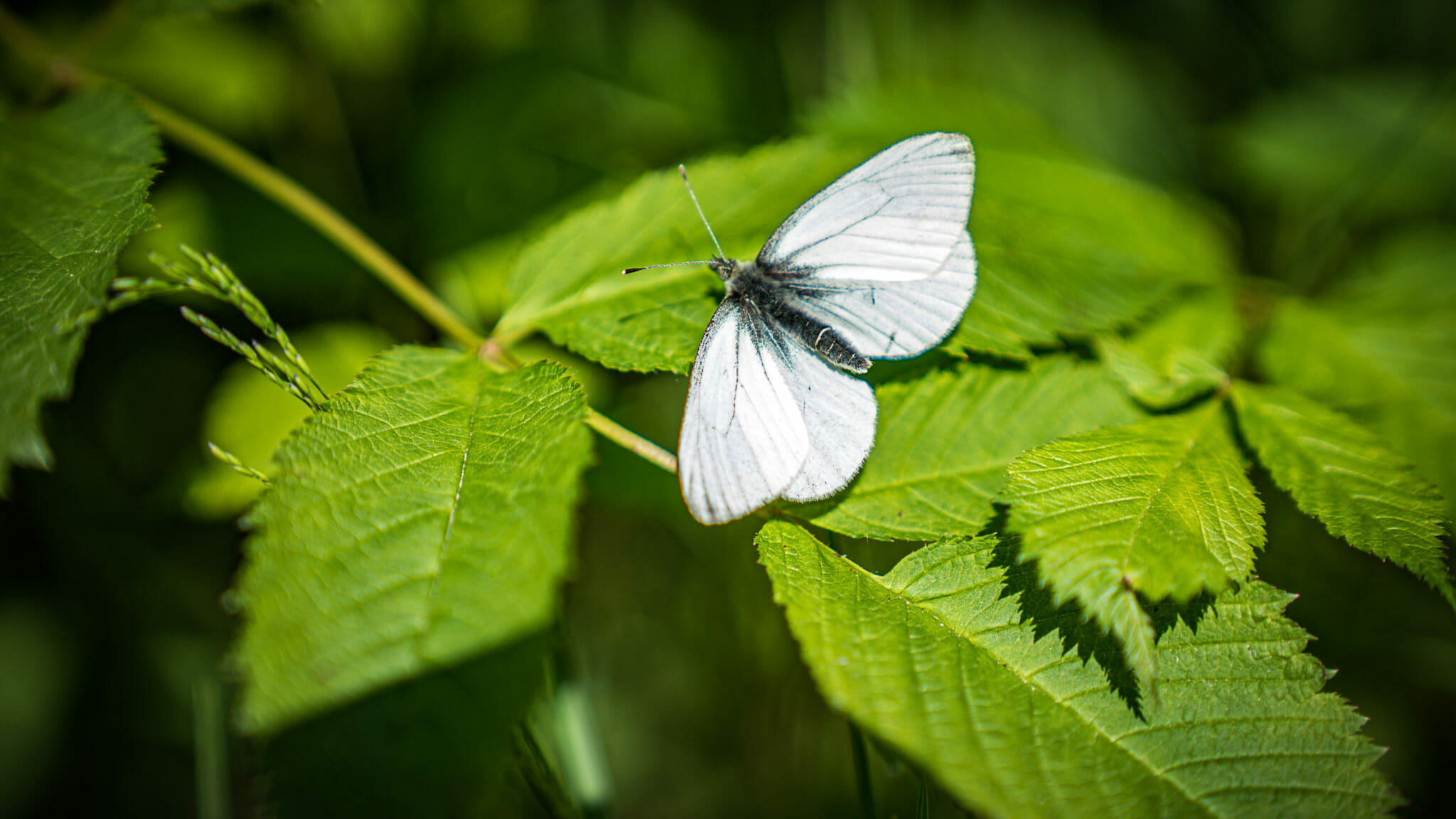 Margined white butterflies are hanging out by Mendenhall Glacier. Here
