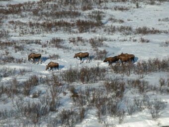 Six moose, seen from above, browsing in low willows