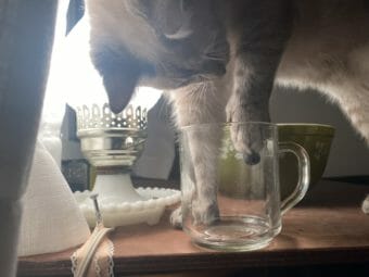 A cat with too many toes fishes a blueberry out of a glass mug
