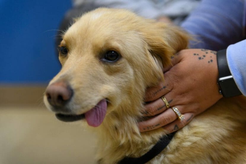 Veterinarian shortage dogs Juneau